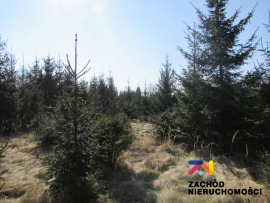 Na SprzedaŻ DziaŁka W Cigacicach 900 M2